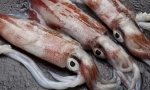 Калдари